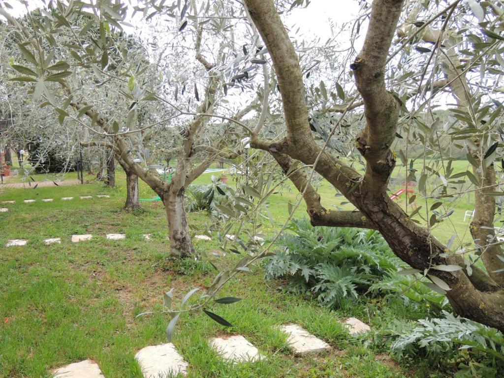Agriturismo Podere Borgognano Massa Marittima Eksteriør bilde